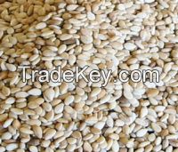 Sesame Seeds