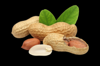 Indian Peanut kernel 