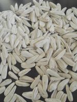 white sunflower seed