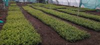 pomegranate plants