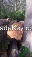 Teak Wood Logs And Timber