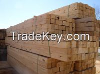 Pine wood logs and timber