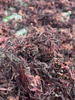 DRIED SEA MOSS WITH COMPETITIVE PRICE FROM VIET NAM