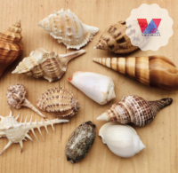 SEA SCALLOP SEASHELL HIGH QUANLITY FROM VIET NAM