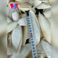 100% natural cuttlefish bones from Vietdelta Vietnam