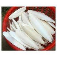Mineral supplement Squid bone Wholesale Dried Cuttlefish bone natural cuttlefish with competitive price in VietnamHED CUTTLE FISH BONE