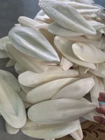 BEST QUALTY! Natural White Cuttlefish Bone Dried Bird Food Squid Cuttlebone for Bird Cuttlefish Bones Nutrition Supplement