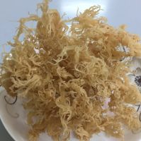 NATURAL PURPLE SEA MOSS GOLDEN SEA MOSS