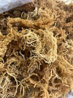 Top Exporter On Sales Sea Moss / Irish Sea Moss From Vietnam Serena