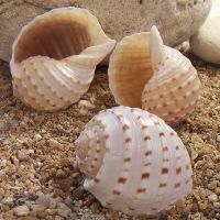 Home and Foods Decoration Craft Seashell Polished Natural Sea Shell made in Vietnam