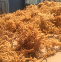 100% natural sea moss seaweed product in Vietnam Serena