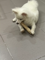 (HOT SELLING) WHOLESALE COFFEE WOOD CHEW STICK FOR DOG MADE IN VIETNAM GOOD PRICE