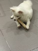 WHOLESALE COFFEE WOOD CHEW STICK FOR DOG MADE IN VIETNAM GOOD PRICE 2023