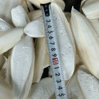 FRESH CUTTLEFISH BONE FOR BEST PRICE | 100% NATURAL DRIED WASHED CUTTLE FISH BONE