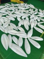 Dried Cuttlebone Amazing Price High Quality Dried Cuttlefish Bone Made In Vietnam For Bird Feedingompetitive price in Vietnam