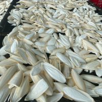 Clean And No Broken Cuttlebone Cuttlefish Bone For Bird Feeding And Exporting In The Best Rates From Vietnam