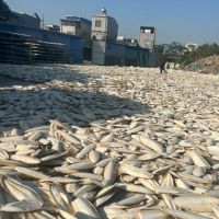 Best Manufacturer Dried Cuttlefish Bone High Quality From Vietnam