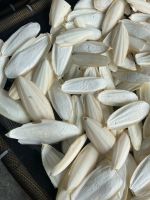 HOT HOT, Amazing Price, Wholesale Natural White Cuttle Fish Bone Bird Food Squid Dried Cuttlebone for Bird Nutrition