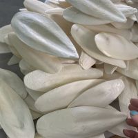 Mineral supplement Squid bone Wholesale Dried Cuttlefish bone natural cuttlefish with competitive price in Vietnam