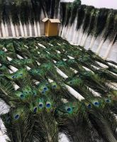 Natural Peacock Feathers At Good Prices / Feng Shui Peacock Feathers Bring Luck And Fortune Into The Home