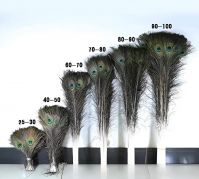 High Quality Natural Peacock Feathers At Good Prices / Feng Shui Peacock Feathers Bring Luck And Fortune Into The Home