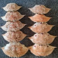 Best Seller Natural Materials Crab Shell with low Price best quality in Viet Nam