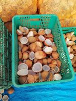 BEST PRODUCT! DRIED COCONUT COPRA/ GOOD PRICE/ PREMIUM QUALITY