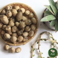 BEST PRODUCT EXPORT from Vietnam/ Straw Mushroom with PREMIUM QUALITY/ BEST CHEAP