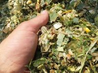 NUTRIENT-RICH VIETNAMESE CORN SILAGE IDEAL FOR CATTLE AND DAIRY FEED