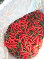 VIETNAM ORIGIN FROZEN/DRIED RED CHILI PEPPERS - BEST NATURAL SPICY FLAVOR 