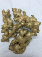 VIETNAM ORIGIN FROZEN GINGER WHOLE AND SLICES FOR SPICES, SOUPS,  AND FOOD SEASONING