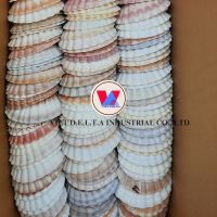 100% NATURAL - BEST RPODUCT FOR ART - SCALLOP SHELL / SEA SHELL from VIETNAM