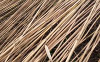 HIGH-QUALITY VIETNAM BAMBOO POLES FOR CONSTRUCTION GARDEN FURNITURE SUSTAINABLE ECO-FRIENDLY