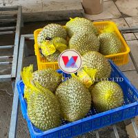 VIETNAM FRESH DURIAN - DELICIOUSLY SWEET AND CREAMY - HANDPICKED FOR YOUR ENJOYMENT