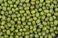 ORGANIC MOONG BEANS GREEN MADE IN VIETNAM // BEST PRICE FOR PREMIUM QUALITY // GOOD FOR HEALTH