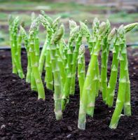 TOP CHOICE FOR PREMIUM QUALITY // GOOD FOR HEALTH WITH FROZEN ASPARAGUS // BEST PRICE FROM VIETNAM