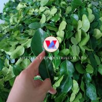 BEST CHOICE FOR MEAL - PREMIUM LIME LEAVES MADE IN VIETNAM - GOOD PRICE FOR YOU - 100% NATURAL & GOOD FOR HEALTH