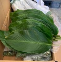 VIETNAMESE FROZEN DONG LEAVES - HIGH-QUALITY WRAPPING FOR TRADITIONAL ASIAN DISHES