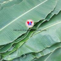 VIETNAMESE BANANA LEAVES - IDEAL FOR COOKING AND CRAFT/ EXCELLENT QUALITY