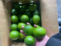 PREMIUM SEEDLESS LIME FRESH FROM VIETNAM - HIGH QUALITY, JUICY, PERFECT FOR EXPORT MARKETS