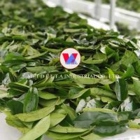 VIETNAM DRIED SOURSOP LEAVES NATURAL HERBAL TEA, NATURAL, ORGANIC DRINKS