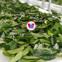 VIETNAMESE DRIED SOURSOP LEAVES 100% NATURAL ORGANIC FOR HERBAL TEA, DETOX