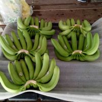 RIPE CAVENDISH BANANAS / FRESH, SWEET, AND FULL OF GOODNESS!