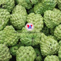 PREMIUM QUALITY FRESH VIETNAM CUSTARD APPLE FRUIT - DELICIOUS NATURAL FLAVOR FROM VIETNAMESE FARMS