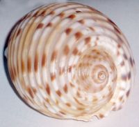 SPOTTED TUN SHELL - VIETNAMESE CRAFTS - IDEAL FOR CREATING UNIQUE DECORATIVE ITEMS