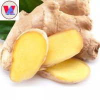 NATURAL VIETNAMESE FRESH GINGER - AROMATIC AND FLAVORFUL SPICES