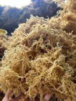 PREMIUM DRIED YELLOW SEA MOSS FROM VIETNAM - 100% NATURAL ORGANIC SEAWEED