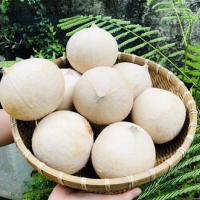 TROPICAL FRESH SIAM COCONUT / SWEET AND JUICY / MADE IN VIETNAM