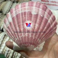 ORGANIC DRIED SEASHELL / BEAUTIFUL MARINE DECOR / MADE IN VIETNAM