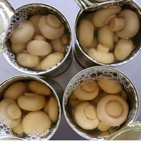 PREMIUM CANNED MUSHROOMS / FRESH AND FLAVORFUL / MADE IN VIETNAM